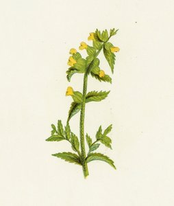 Common Yellow Rattle by English School